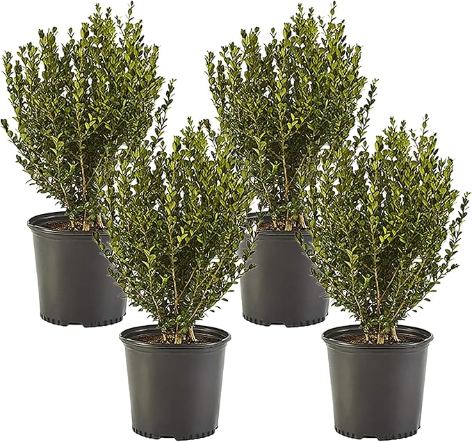 Shrub Wintergreen Boxwood 2.5 Qt, 1 Gallon, Green Foliage (Pack of 4)