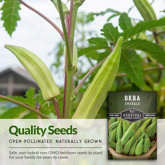 Survival Garden Seeds - Emerald Okra Seed for Planting - Packet with Instructions to Plant and Grow Tender and Large Okra in Your Home Vegetable Garden - Non-GMO Heirloom Variety - 3 Pack