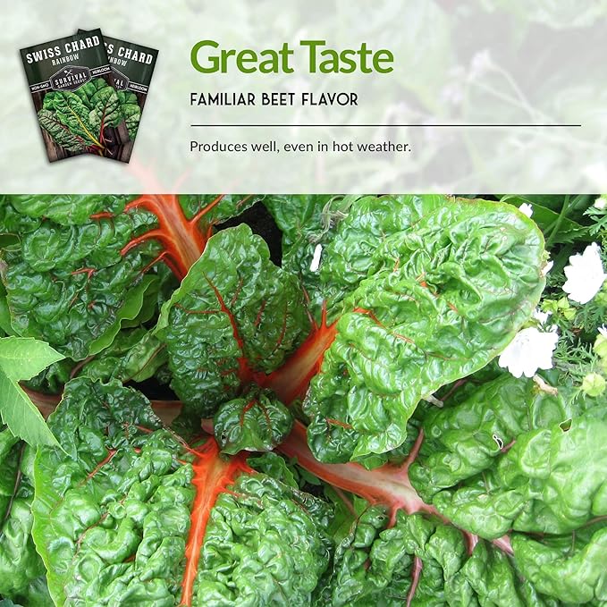Survival Garden Seeds - Rainbow Swiss Chard Seed for Planting - 2 Packs with Instructions to Plant and Grow Colorful Stalked Vegetable Greens in Your Home Vegetable Garden - Non-GMO Heirloom Variety