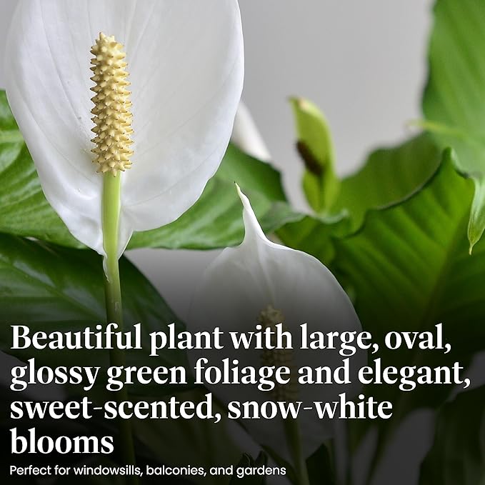 American Plant Exchange Peace Lily, Live Spathiphyllum Plant, Indoor Flowering Houseplant, 4-Inch Pot, Deco Cover, Easy Care, Low Light, Perfect for Housewarming, Sympathy, or Party Gift