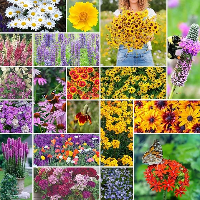 Eden Brothers All Perennial Wildflower Mixed Seeds for Planting, 10 lb, 4,800,000+ Seeds with Lupine, Shasta Daisy | Attracts Pollinators, Plant in Spring or Fall, Zones 3, 4, 5, 6, 7, 8, 9, 10