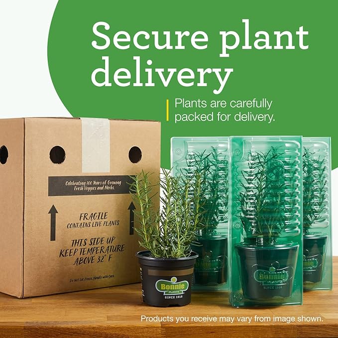 Bonnie Plants 202188 Super Sweet 100 Cherry Tomato, Red