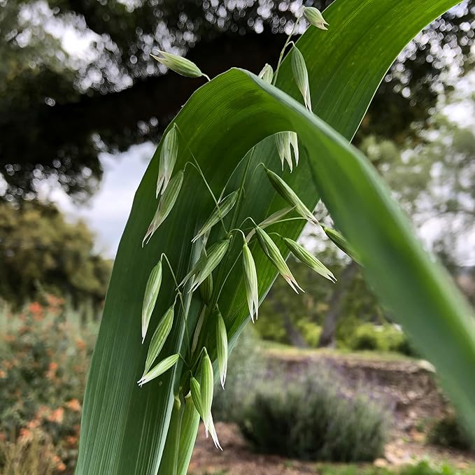 All Good Things Organic Common Oat Seeds - Pack of 275, Heirloom Seeds for Planting Grains, Vegetables - Gardening Supplies, Vegetable Garden - Non-GMO, Open Pollinated, from USA