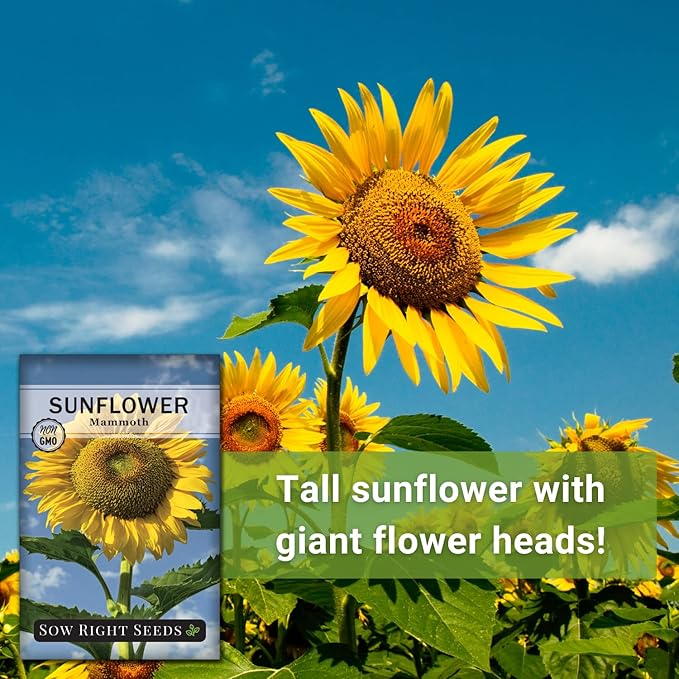 Sow Right Seeds - Mammoth Sunflower Seeds to Plant - Grow Giant Sunflowers in Your Garden - Non-GMO Heirloom Seeds for Planting an Outdoor Garden - Bright Yellow Blooms - Attract Bees and Birds (3)