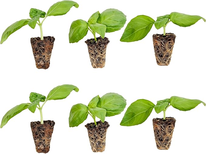 Bonnie Plants Jalapeno Pepper Plug, Live Plant, 3 Cubic in., 6-Pack & Sweet Basil Plug, Live Plant, 3 Cubic in., 6-Pack & Sweet Mint Plug, Live Plant, 3 Cubic in., 6-Pack