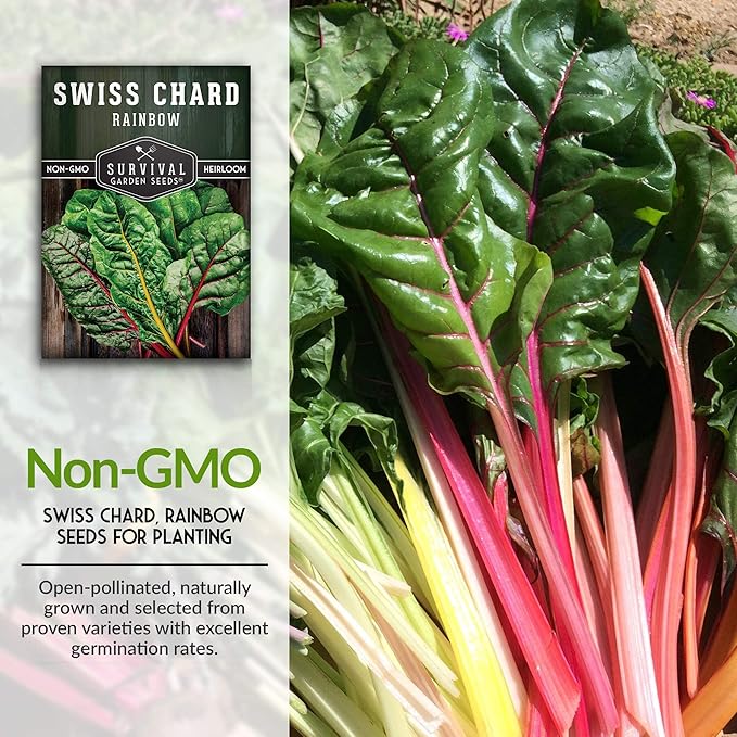 Survival Garden Seeds - Rainbow Swiss Chard Seed for Planting - 2 Packs with Instructions to Plant and Grow Colorful Stalked Vegetable Greens in Your Home Vegetable Garden - Non-GMO Heirloom Variety
