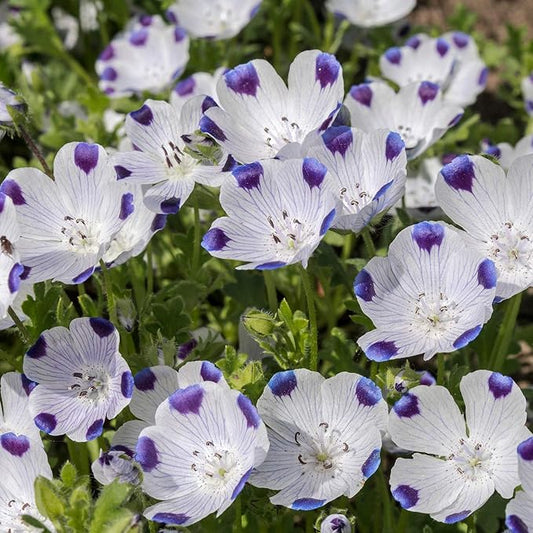 Outsidepride 1 lb. Annual Nemophila Five Spot Wild Flower Seeds for Planting