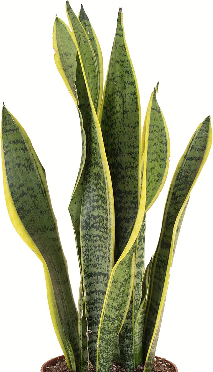 Shop Succulents | Standing Collection | Hand Selected, Air Purifying Live Sansevieria Laurentii Snake Indoor House Plant in 6" Grow Pot, 6 INCH
