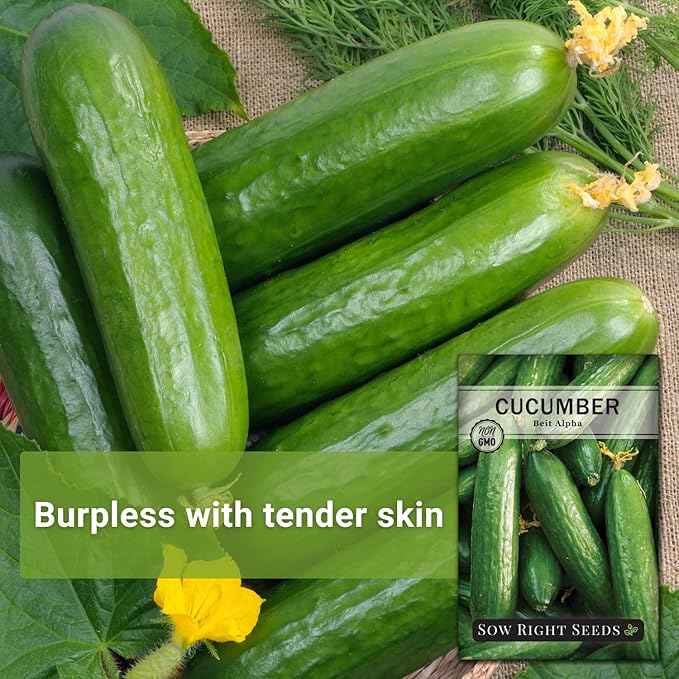 Sow Right Seeds - Beit Alpha Cucumber Seeds for Planting - Non-GMO Heirloom Packet with Instructions to Plant and Grow a Home Vegetable Garden - Start Indoors, Plant Outdoors with Trellis (2)