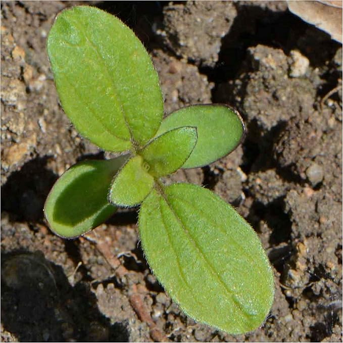 Seed Needs, Dwarf Sunspot Sunflower Seeds - 80 Heirloom Seeds for Planting Helianthus annuus - Attracts Butterflies & Pollinators, Grows 2 Feet Tall (1 Pack)