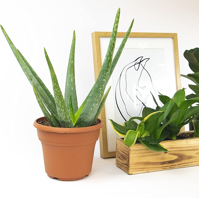 Live Aloe Vera Plant Live Succulents Plants Live Plants (6 in), Aloe Plant Live Succulent Plants Live Aloe Plants Live Houseplants, Aloe Vera Plant Indoor Succulents Indoor Plants by Plants for Pets
