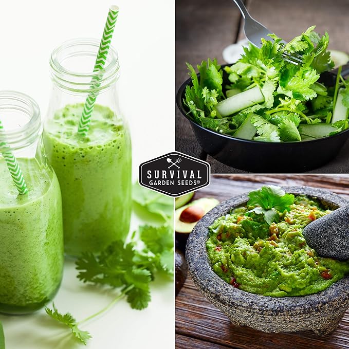 Survival Garden Seeds - Cilantro Seed for Planting - Packet with Instructions to Plant and Grow Coriandrum Sativum in Your Home Vegetable Garden - Non-GMO Heirloom Variety - 5 Packs