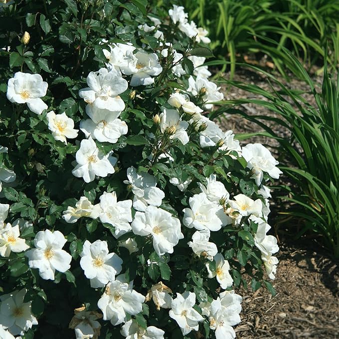 2 Gallon Knock Out Rose White Shrub
