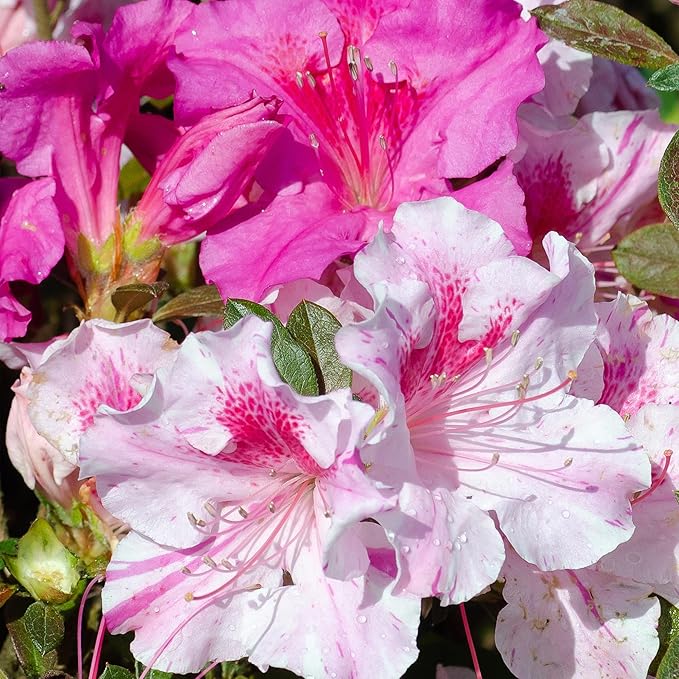 2 Gallon Encore Azalea Autumn Twist Shrub