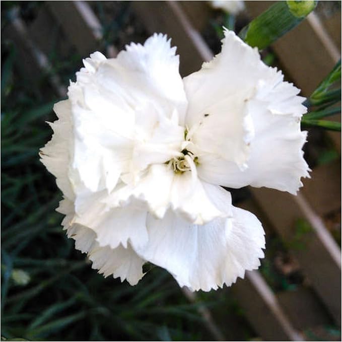 Seed Needs, Grenadin White Carnation Seeds - 500 Heirloom Seeds for Planting Dianthus caryophyllus - Annual Cut Flowers to Plant in The Garden (1 Pack)