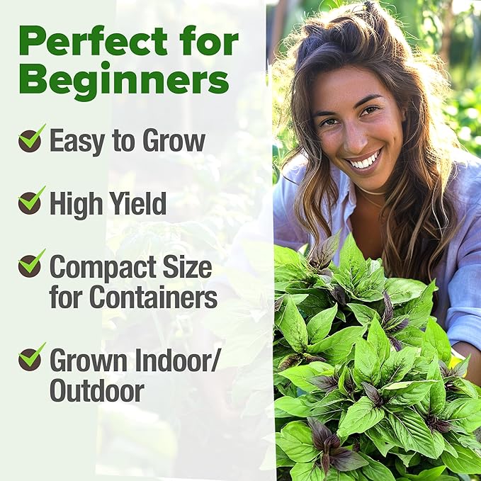 HOME GROWN Thai Basil Seeds Pack - 438 High Germination 𝗡𝗢𝗡-𝗚𝗠𝗢 𝗨𝗦𝗔 Heirloom Herb Seeds for Planting,Ideal for Growing Fresh Basil Planting Indoor or Outdoor(Ocimum basilicum var.thyrsiflora)