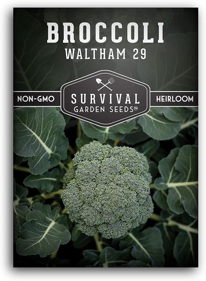 Waltham 29 Broccoli Seed for Planting - Packet with Instructions to Plant & Grow Cool Weather Broccoli in Your Home Vegetable Garden - Non-GMO Heirloom Variety - Survival Garden Seeds - 1 Pack