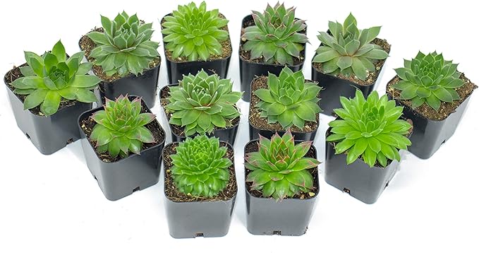 Succulent Plants | 5 Sempervivum Succulents | Rooted in Planter Pots with Soil | Real Live Indoor Plants | Gifts or Room Decor by Plants for Pets