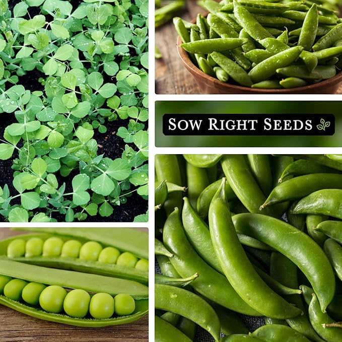Sow Right Seeds - Sugar Snap Pea Seeds for Planting - Non-GMO Heirloom Packet with Instructions to Plant a Home Vegetable Garden - Grow Tons of Delicious Pods - Cool Season Crop, Super Productive (3)