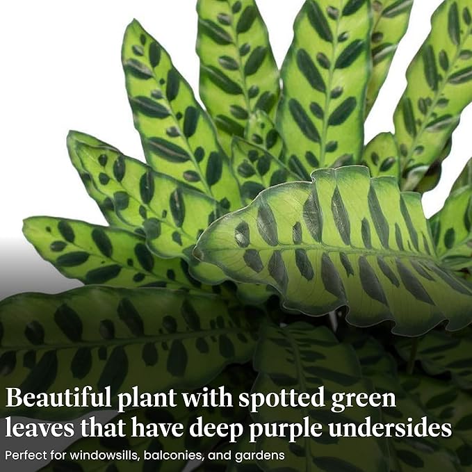 American Plant Exchange Calathea Rattlesnake with Stylish Pot Cover, Live Indoor Houseplant, 6-Inch Pot, Long Leaf Prayer Plant, Pet Safe, Tropical Houseplant for Home & Garden Décor