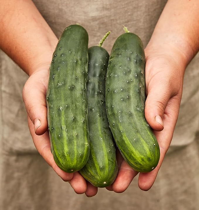 Burpee 'Marketmore 76' Slicing Cucumber Seeds, 125 Non-GMO seeds, Heirloom