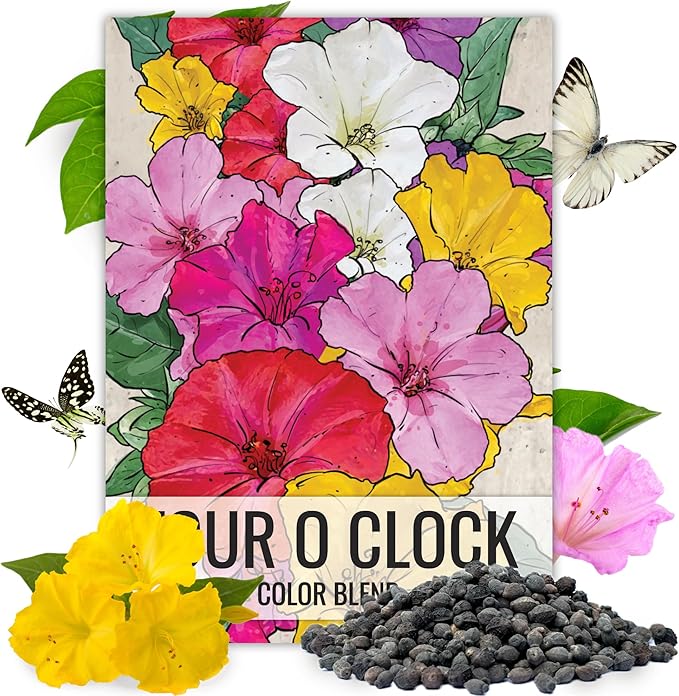 Seed Needs, 300+ Four O' Clock Flower Seeds for Planting - Color Blend (Mirabilis Jalapa) Heirloom & Open Pollinated, Attracts Pollinators - Bulk