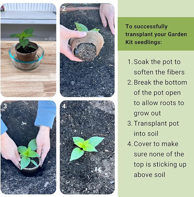 Sow Right Seeds - Herbal Tea Garden Grow Kit - 5 Seed Packets, Instructions, Pots, Potting Soil, Markers - Start Growing Lavender Lemon Balm Echinacea Chamomile Mint Indoors - Non GMO Gift for Women