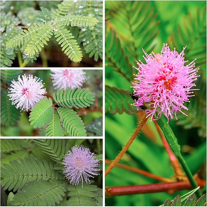 Seed Needs Sensitive Plant Seeds for Planting Mimosa pudica - Heirloom & Open Pollinated Annual Flowers - Pink Blooms with Leaves That React to Touch (5 Packs)