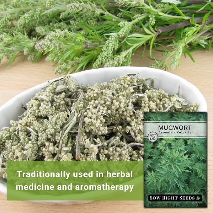 Sow Right Seeds - Mugwort Seeds for Planting - Non-GMO Heirloom Packet with Instructions to Plant an Outdoor or Indoor Herb Garden - Rare Perennial, Wild Wormwood - Medicinal & Culinary Cronewort (2)