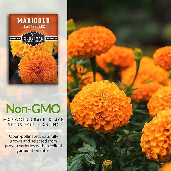 Survival Garden Seeds - Crackerjack Marigold Seed for Planting - 5 Packs with Instructions to Plant and Grow in Your Home Vegetable Garden - Non-GMO Heirloom Variety