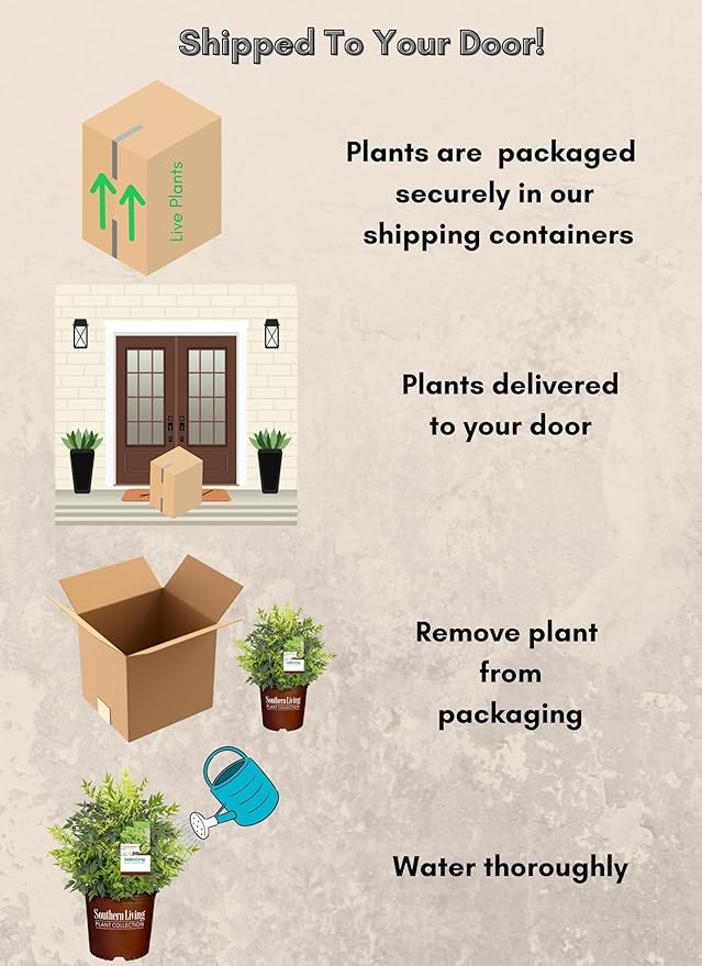 2 Gallon Southern Living Nandina Lemon Lime Shrub