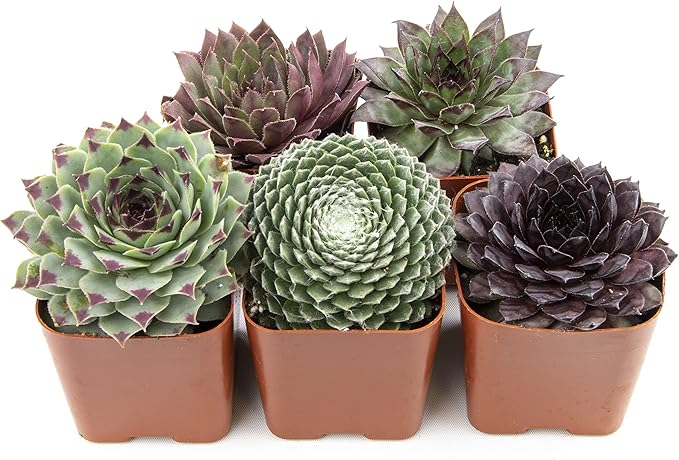 Sempervivum Succulents Plants Live Indoor Plants (5PK), Sempervivum Plants Live Houseplants, Hen and Chicks Live Plants Indoor House Plants, Rosette Succulent Plants in Plant Pots by Plants for Pets