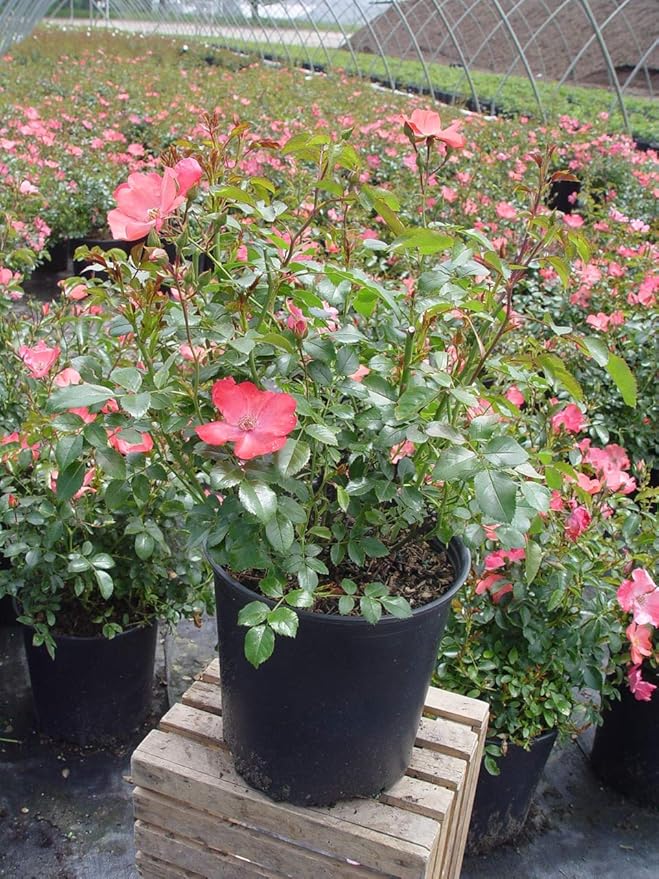 Green Promise Farms Rosa Carpet (Ground Cover) Rose, 2 Size Container, coral flower