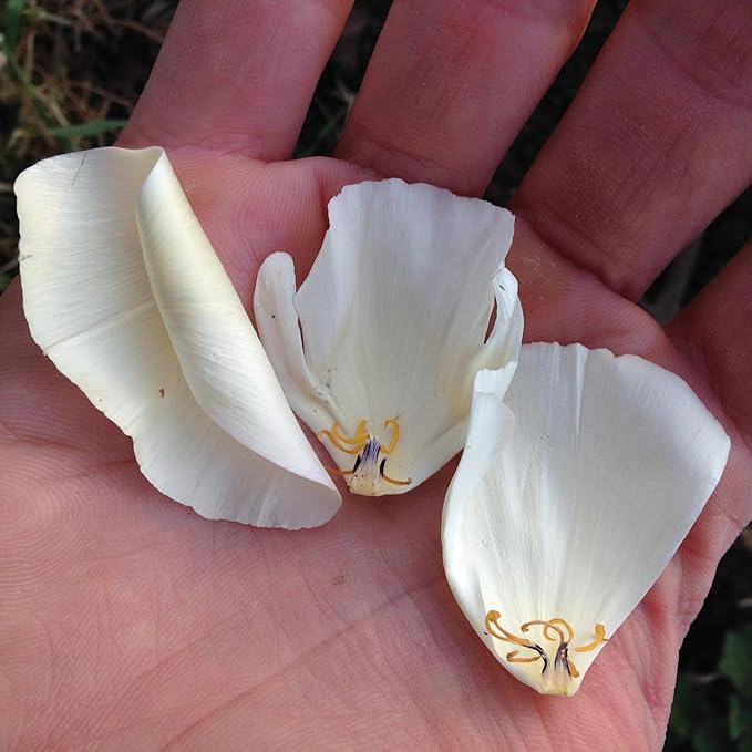 Plant Good Seed White Linen California Poppy Seeds - Pack of 200, Heirloom Seeds for Planting Flowers - Gardening Supplies, Herb Garden, Wildflower, Flower Seeds to Plant Outside - from USA