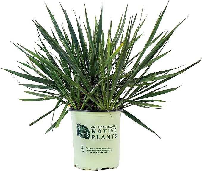 American Beauties Native Plants filamentosa 'Excalibur' (Yucca) Shrub, 2-Size Container, White Flowers
