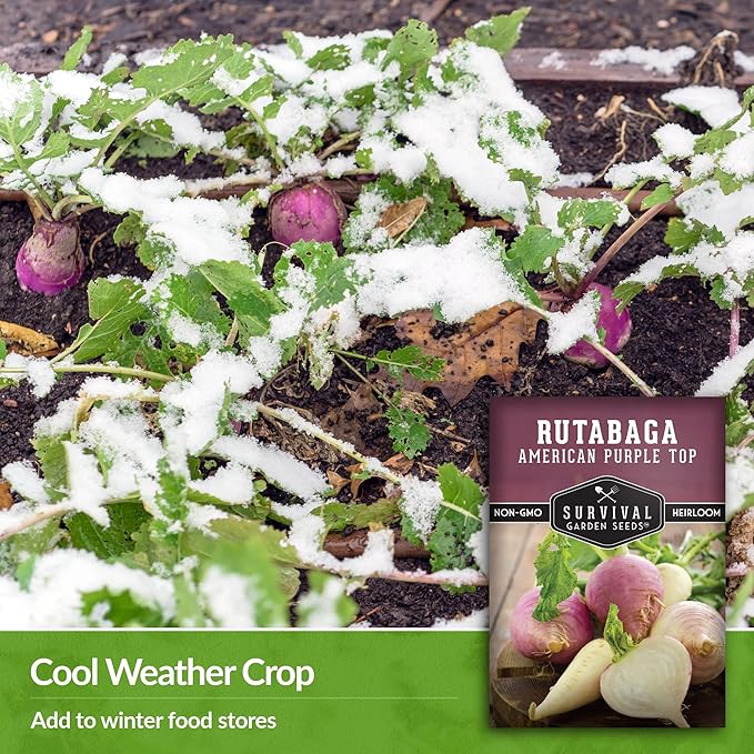 Survival Garden Seeds - 2 Packs American Purple Rutabaga Seed for Planting with Instructions to Grow Brassica Napus in Your Home Vegetable Garden - Non-GMO Heirloom Variety