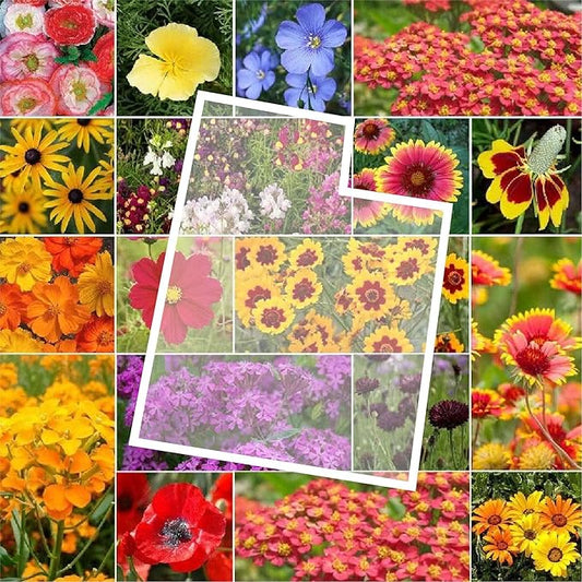 Eden Brothers Utah Wildflower Mixed Seeds for Planting, 1/4 lb, 120,000+ Seeds with Snapdragon, Yarrow | Attracts Pollinators, Plant in Spring or Fall, Zones
