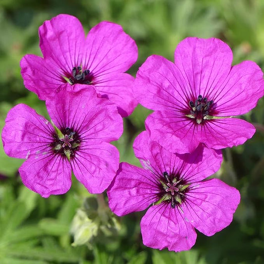 Geranium Subcaulescens 'Giuseppii' Seeds Cranesbill Evergreen Perennial Attracts Butterflies Deer & Rabbit Resistant Ground Cover Rock Garden Patio Outdoor 200Pcs Flower Seeds by YEGAOL Garden