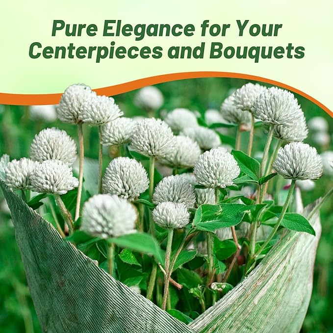 Outsidepride 2000 Seeds Annual White Gomphrena Globosa Flower Seed for Planting