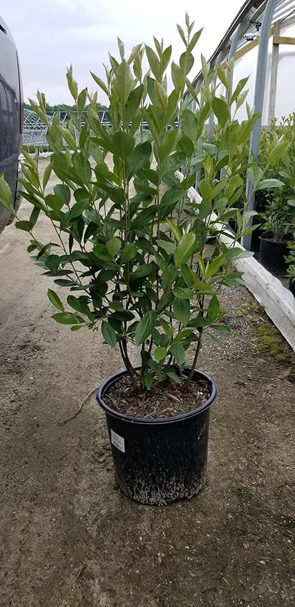 Aronia arb. 'Brilliantissima' (Red Chokeberry) Shrub, 3-Size Container, White Flowers
