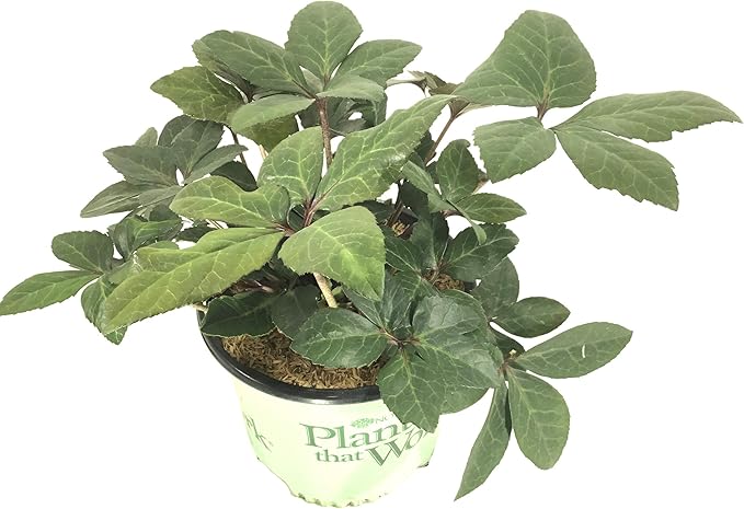 Gold Collection Merlin Lenten Rose - Helleborus Merlin - 19cm