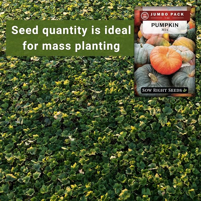 Sow Right Seeds - Bulk Mixed Pumpkin Seeds for Planting - 1 Ounce, 140 Seeds - Non-GMO Heirloom Jumbo Pack - Includes Small Sugar, Big Max, Casper, and More - Grow Loads of Colorful Mixed Pumpkins