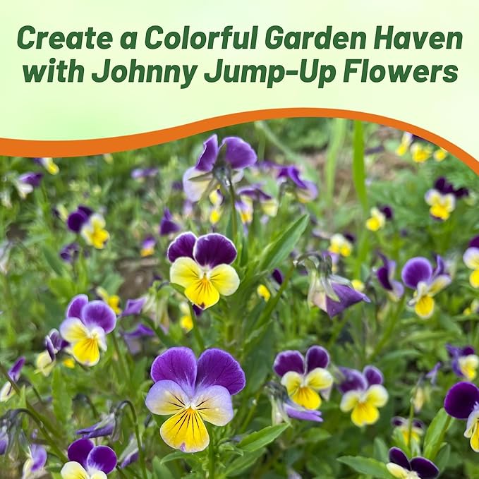 Outsidepride 1/8 lb. Perennial Viola Johnny Jump Up Flower Seeds for Planting