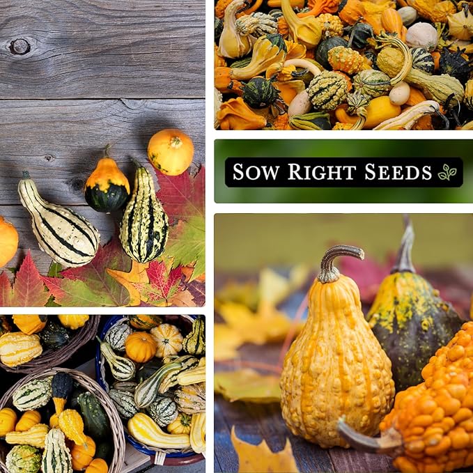 Sow Right Seeds - Decorative Small Gourds Mix Seed for Planting - Non-GMO Heirloom Packet with Instructions to Plant & Grow an Outdoor Home Vegetable Garden - Fun, Colorful and Unique Squash (2)