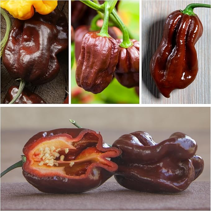 Seed Needs, Chocolate Habanero Pepper Seeds - 60 Heirloom Seeds for Planting Capsicum chinense - 100,000 to 350,000 Scoville Units, Non-GMO & Untreated (5 Packs)