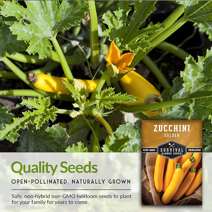 Survival Garden Seeds - Golden Zucchini Seeds for Planting - Packet with Instructions to Plant & Grow Yellow Zucchini Vegetables in Your Home Vegetable Garden - Non-GMO Heirloom Variety Plant Seed