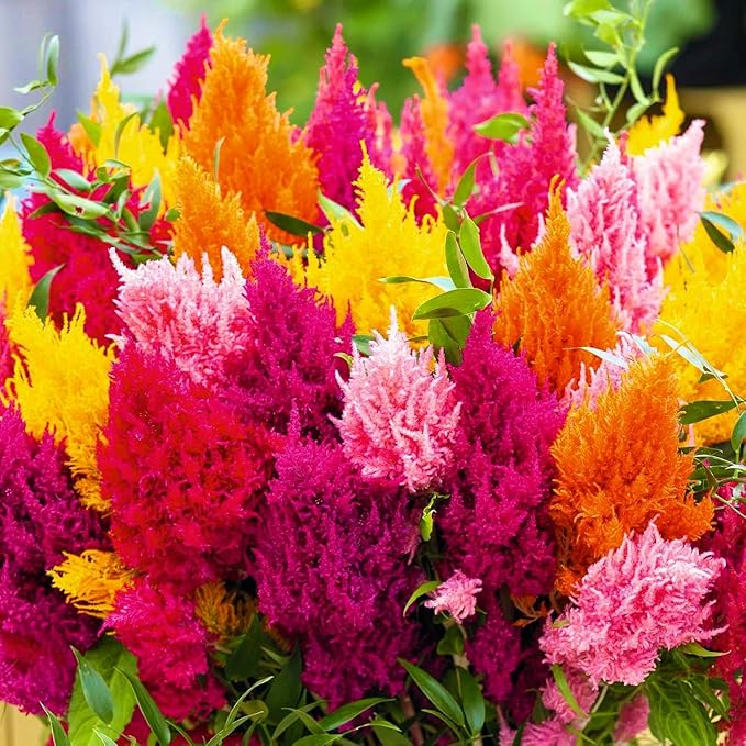 Mix Celosia Seed for Planting - Celosia Cristata Cockscomb Woolflower Non-GMO Seeds for Planting Exotic Flower - 100 Seeds