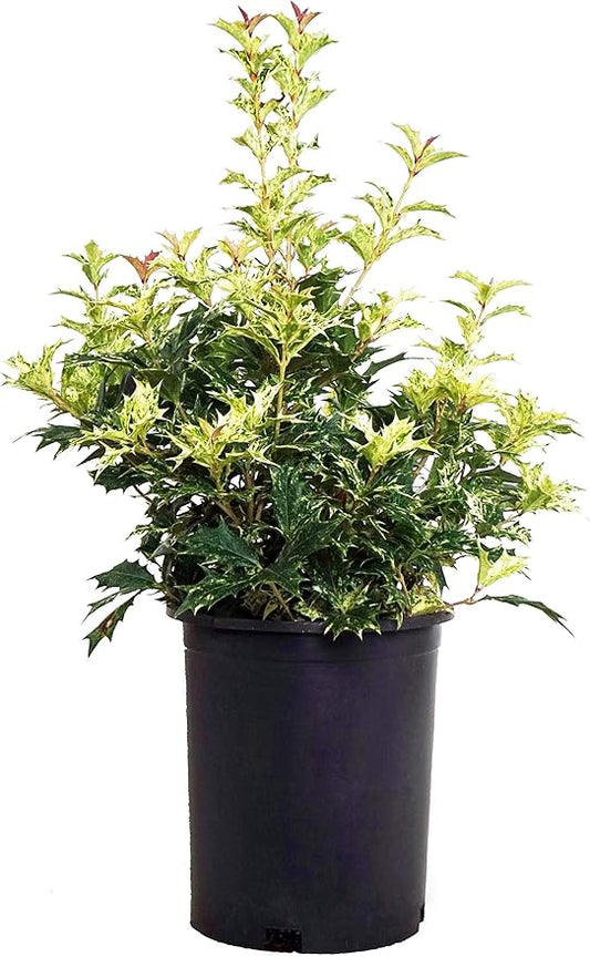 Osmanthus heterophyllus 'Goshiki' (False Holly) Evergreen, #1 - Size Container