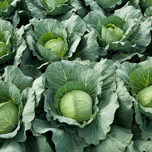 Copenhagen Market Cabbage Seeds for Planting, Over 280 Seeds – Non-GMO, Heirloom – Woods Creek Seeds