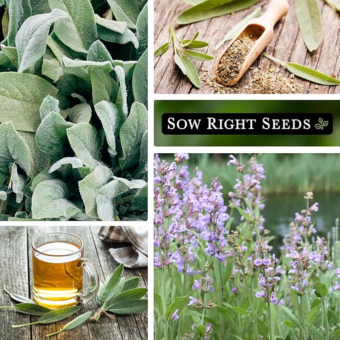 Sow Right Seeds - Sage Seeds for Planting - Non-GMO Heirloom Packet with Instructions to Plant and Grow Kitchen Herb Garden - Indoor or Outdoor - Great for Pollinators - Culinary Seasoning (4)
